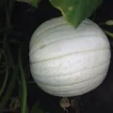 Curtis Orchard & Pumpkin Patch photo
