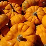 Curtis Orchard & Pumpkin Patch photo