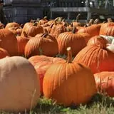 Curtis Orchard & Pumpkin Patch photo