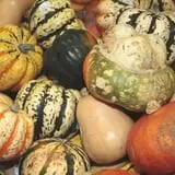Curtis Orchard & Pumpkin Patch photo
