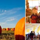Pumpkin Town Farms photo
