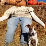 Pumpkin Town Farms photo