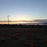 Pumpkin Town Farms photo