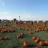 Pumpkin Town Farms photo