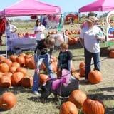 Pumpkin Town Farms photo
