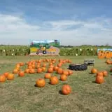 Pumpkin Town Farms photo