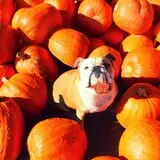 Pumpkin Town Farms photo