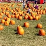 Pumpkin Town Farms photo