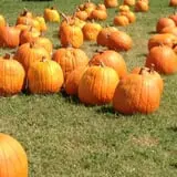 Pumpkin Town Farms photo