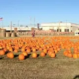 Pumpkin Town Farms photo
