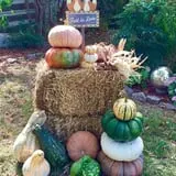 Pumpkin Town Farms photo