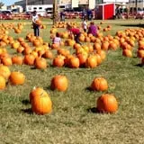 Pumpkin Town Farms photo