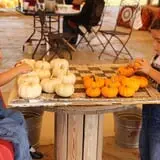 Pumpkin Town Farms photo