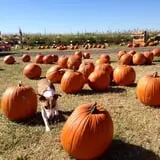 Pumpkin Town Farms photo
