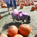 Pumpkin Town Farms photo