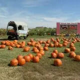 Pumpkin Town Farms photo