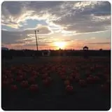 Pumpkin Town Farms photo