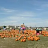 Pumpkin Town Farms photo