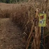Hartman's Haunted Corn Maze & Zombie Paintball Hunting photo
