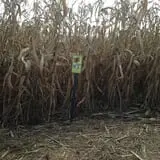 Hartman's Haunted Corn Maze & Zombie Paintball Hunting photo