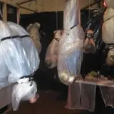 Ravenscroft Haunted Society Haunted House photo