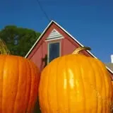 Belinsky Farm photo