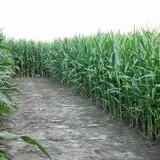 Gallberry Corn Maze photo