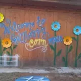 Gallberry Corn Maze photo
