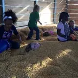 Gallberry Corn Maze photo