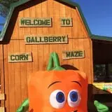Gallberry Corn Maze photo