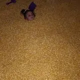 Gallberry Corn Maze photo