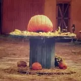 Gallberry Corn Maze photo