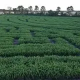 Gallberry Corn Maze photo
