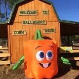 Gallberry Corn Maze photo