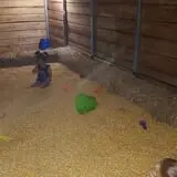 Gallberry Corn Maze photo