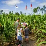 Gallberry Corn Maze photo