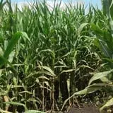 Gallberry Corn Maze photo