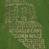 Gallberry Corn Maze photo