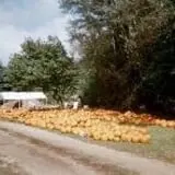 Dave's Pumpkins photo