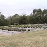 Limoland Pumpkin Patch photo
