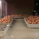 Limoland Pumpkin Patch photo