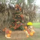 Limoland Pumpkin Patch photo