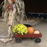 Limoland Pumpkin Patch photo