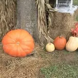 Limoland Pumpkin Patch photo