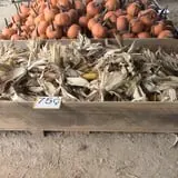 Limoland Pumpkin Patch photo