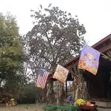 Limoland Pumpkin Patch photo