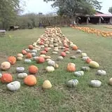 Limoland Pumpkin Patch photo
