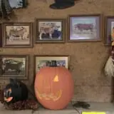 Limoland Pumpkin Patch photo
