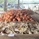 Limoland Pumpkin Patch photo
