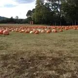 Limoland Pumpkin Patch photo